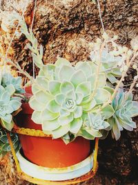 High angle view of potted cactus plant