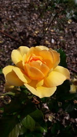 Close-up of yellow flower blooming outdoors