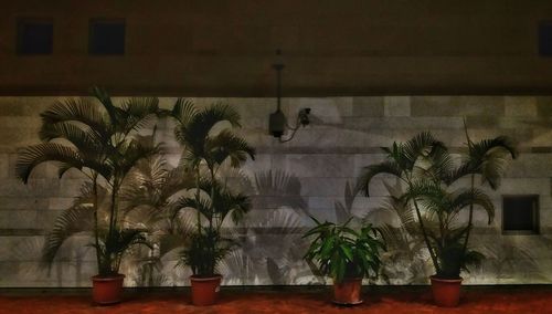 Potted plants on table against wall