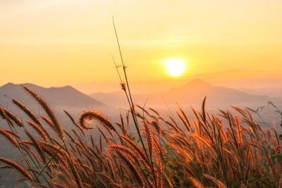 Scenic view of sunset over field