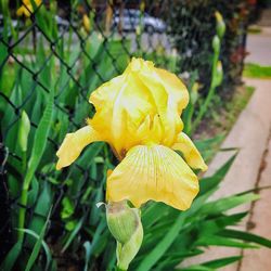 Close-up of yellow flower