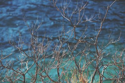 Close-up of plants against lake