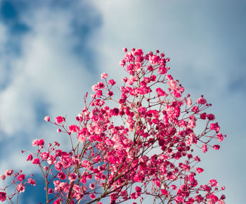 Close-up of pink cherry blossoms in spring