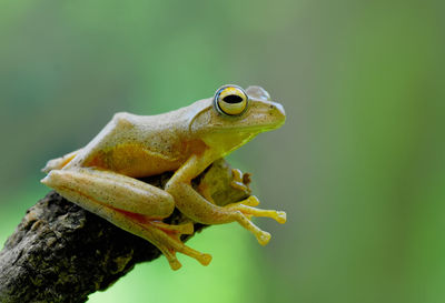 Close-up of tree frog on twig
