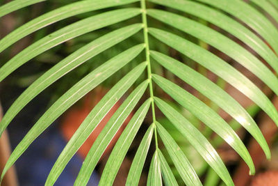 Close-up of palm leaves