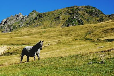 Horse on grassy field by mountains against clear blue sky