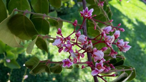 Close-up of insect on pink flowers