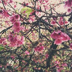 Close-up of cherry blossom flowers blooming at park