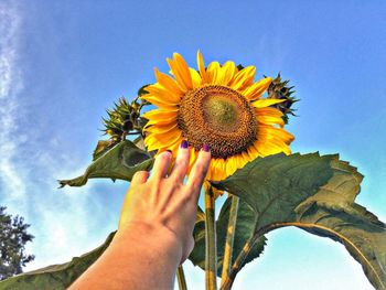 Midsection of person holding sunflower against sky