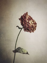 Close-up of wilted flower in vase against white background