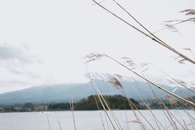 Close-up of grass against sky