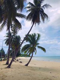 Palm trees on beach against sky