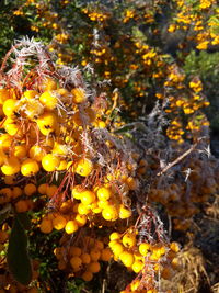 Close-up of yellow fruits on tree