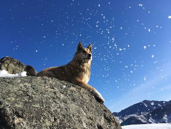 Low angle view of horse against clear sky during winter