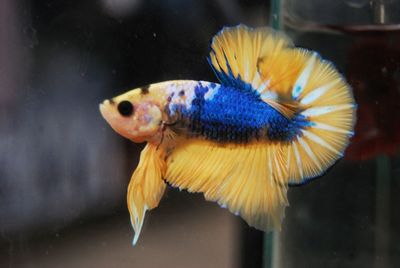 Close-up of fish swimming in aquarium