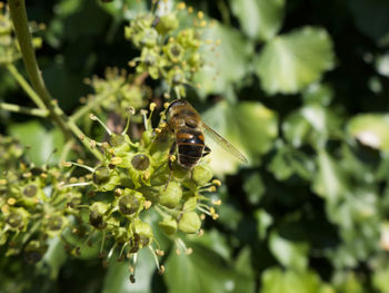 Close-up of insect on plant