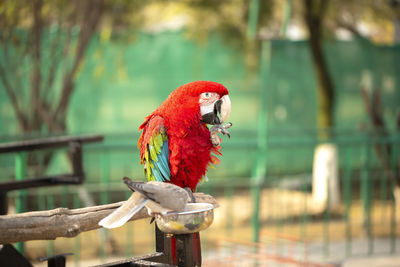 Portrait of colorful scarlet macaw parrot with a dove in zoo eating nuts