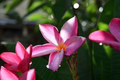 Close-up of pink frangipani flowers