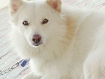 Portrait of white dog