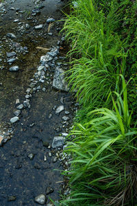 Road amidst plants