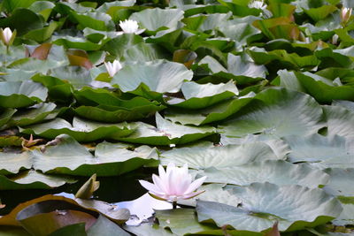 Close-up of water lily amidst leaves in lake