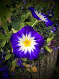 Close-up of purple flower