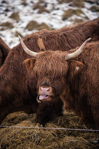 Cow in a sunlight