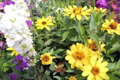 High angle view of yellow flowering plants