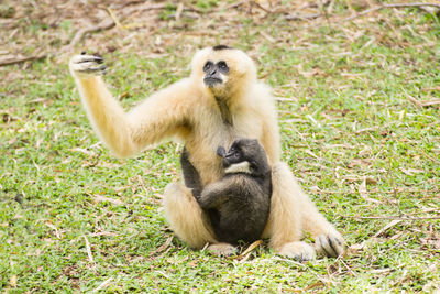 Close-up of monkey sitting on grass