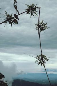 Palm trees against cloudy sky