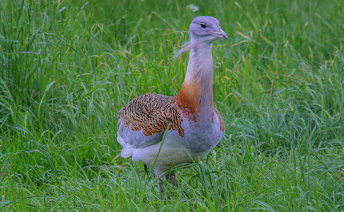 View of a bird on field