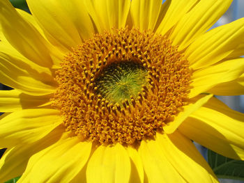 Close-up of sunflower