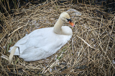 High angle view of bird on field