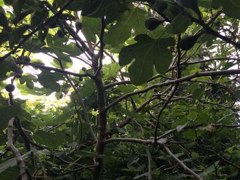 Low angle view of trees