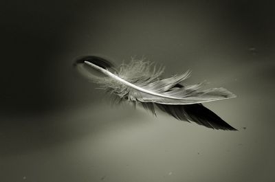 Close-up of bird swimming in water