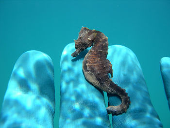 Close-up of jellyfish swimming in sea