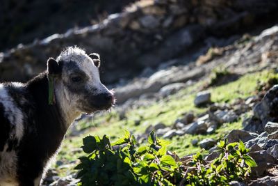 Close-up of dog