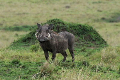 Wild boar standing on field