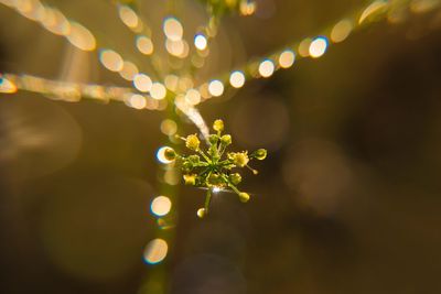 Close-up of illuminated plant