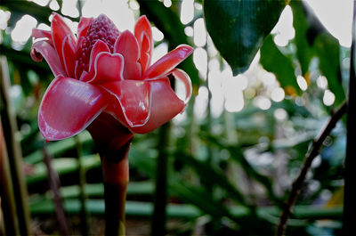 Close-up of red flowers