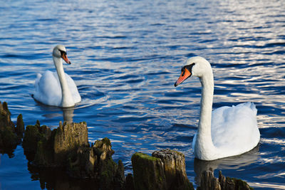 Close up of swans swimming in lake