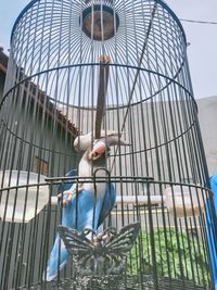 Low angle view of bird in cage