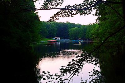 Reflection of trees in river