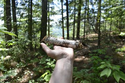 Person holding stick in forest