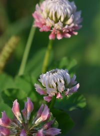 Close-up of pink flowers blooming outdoors