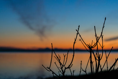Silhouette plants by lake against sky during sunset