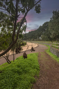 Trees on field by road against sky