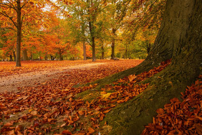 Scenic view of road amidst trees during autumn