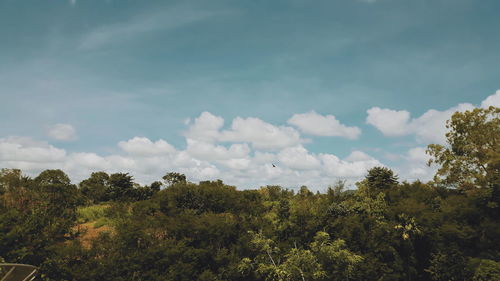 Low angle view of trees against sky