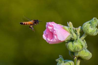 Close-up of insect buzzing by pink flower